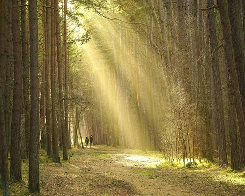 person enjoying a walk in a sunny park